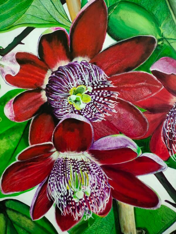 Rare Passion-Passion Flower Botanical Painting - Image 3