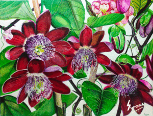 Rare Passion-Passion Flower Botanical Painting